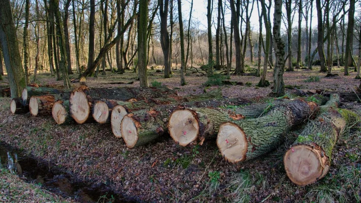 11 state membre UE cer o nouă amânare privind intrarea în vigoare a directivei ce vizează defrişările