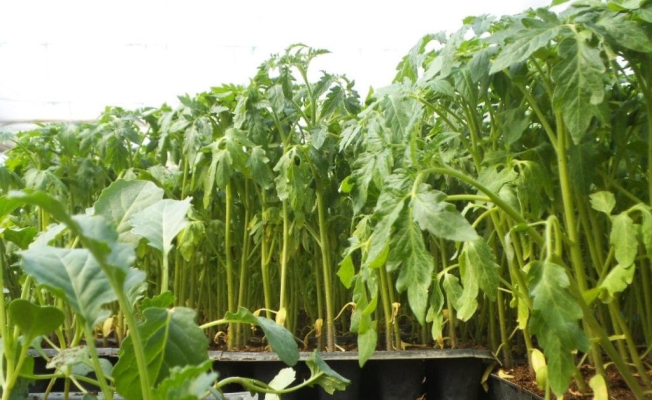 Şase persoane trimise în judecată la Buzău după ce ar fi vândut produse de protecţia plantelor toxice, neomologate