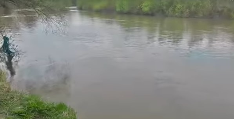 Cel mai probabil, majoritatea faunei piscicole din Târnava Mică a dispărut, din cauza salinității crescute. Beldița, scobarul, cleanul sau mreana vânătă, cele mai afectate specii
