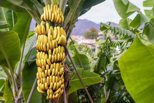 Panama declară stare de urgență în principala sa regiune producătoare de banane, din cauza protestelor violente