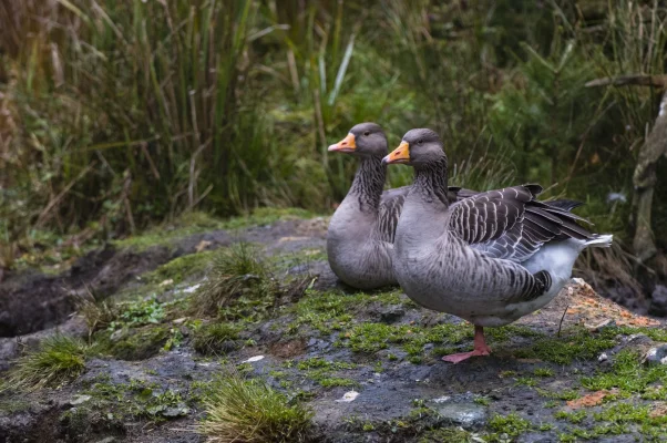 Ziua Europeană a Parcurilor. De la „parricus” la „parc”, de la viața în armonie cu natura la necesitatea unui management eficient pentru arii protejate