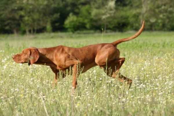 Vizsla, „câinele de catifea”: Câinele cu suflet sensibil și energie cât pentru doi